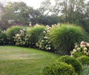 Украсна трава- комбинација са цветним жбуњем