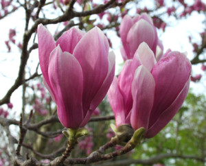 Magnolia soulangeana 'Aleksandrina'