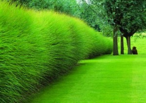 Украсна трава- занимљива ограда