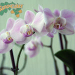 Рецепт за лепе орхидеје
