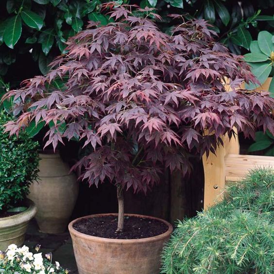 Crveni javor – Acer palmatum atropurpureum - PRAKTIČNO BAŠTOVANSTVO